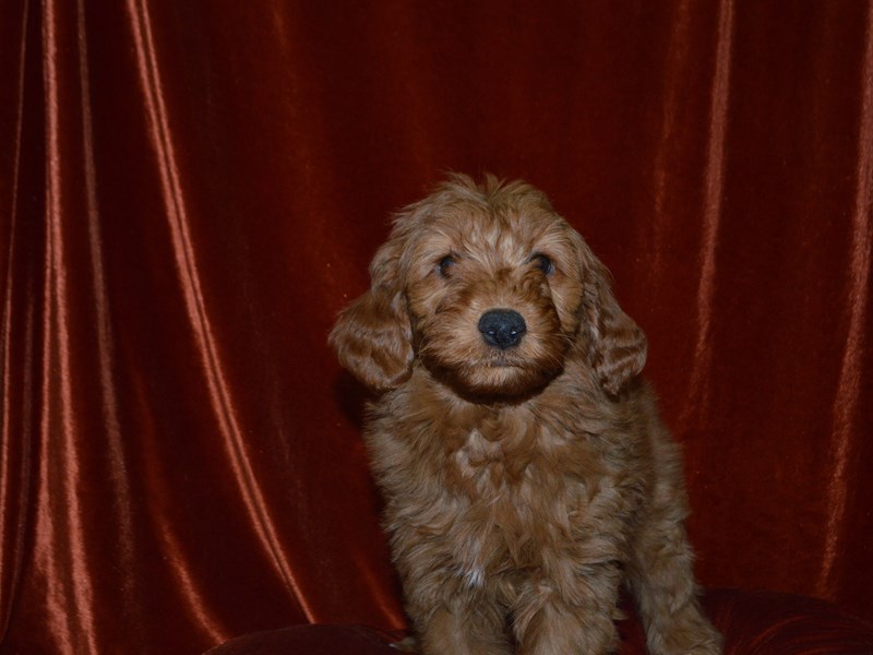 Mini Goldendoodle-Female--4051983-Petland Dunwoody