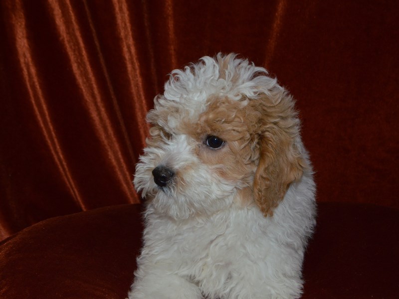 Miniature Poodle-Male-Red Parti-4051903-Petland Dunwoody