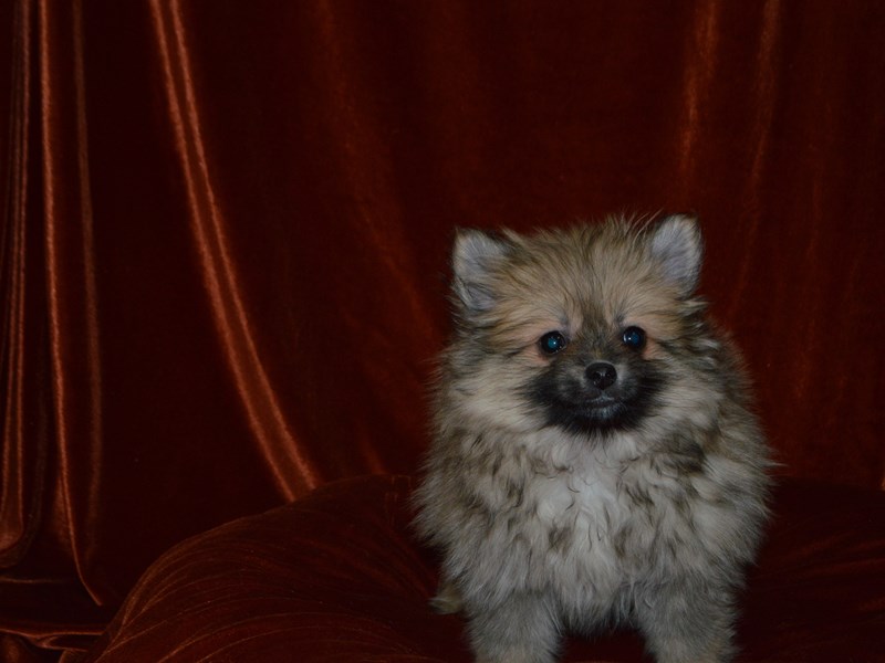 Pomeranian-DOG-Male-Red and White-4051789-Petland Dunwoody Puppies For Sale