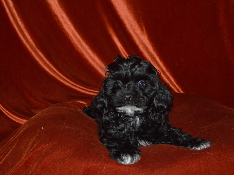 Shih-Poo-Male--4051658-Petland Dunwoody Puppies For Sale