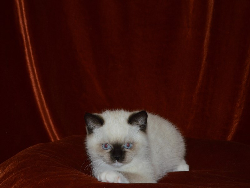 Ragamuffin-Female-Seal Point Mitted-4029513-Petland Dunwoody