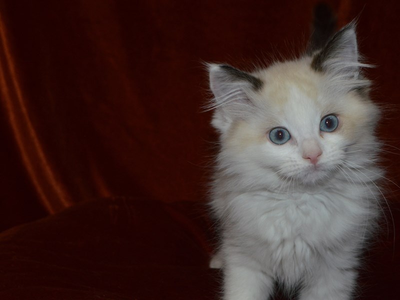 Ragamuffin-Female-Seal Point Mitted-4029512-Petland Dunwoody