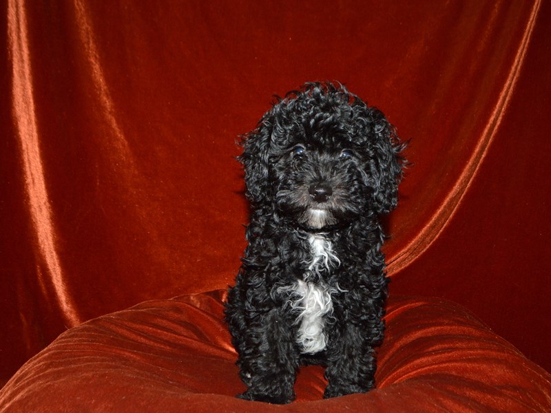 Poodle-DOG-Male-Black-4051907-Petland Dunwoody Puppies For Sale