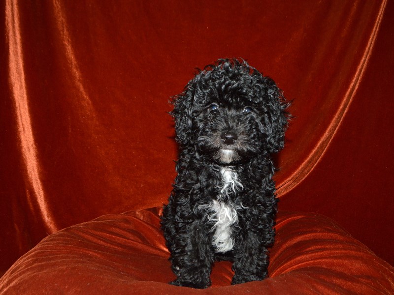 Poodle-Male-Black-4051907-Petland Dunwoody