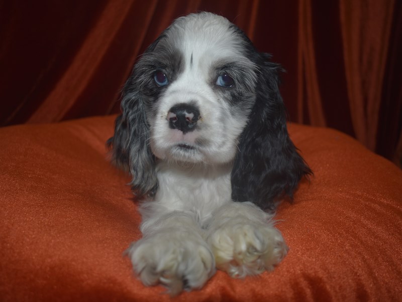 Cocker Spaniel-Female-Blue Merle-4008142-Petland Dunwoody