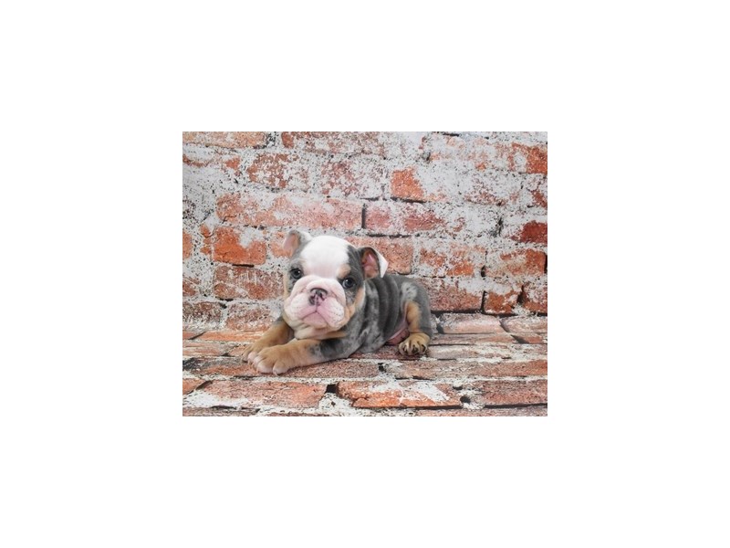 English Bulldog-Female-Blue Merle-4060593-Petland Dunwoody Puppies For Sale