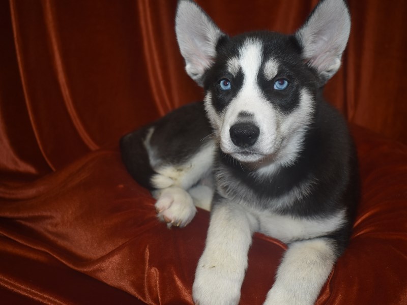 Siberian Husky-Male-Black and White-4060623-Petland Dunwoody Puppies For Sale