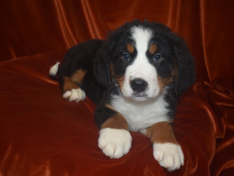 Bernese Mountain Dog-Male-Black Rust and White-4060555-Petland Dunwoody Puppies For Sale