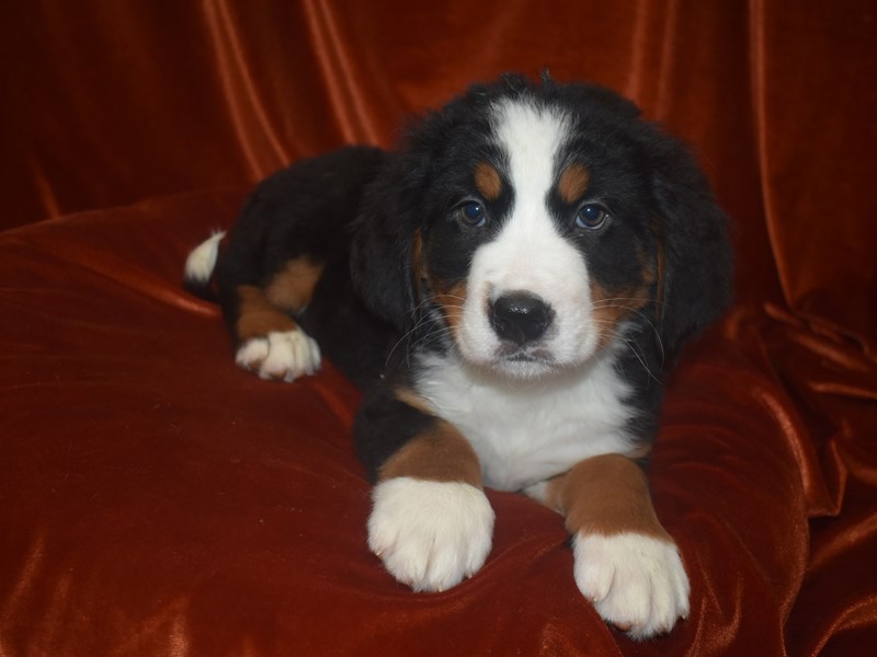 Bernese Mountain Dog-Male-Black Rust and White-4060555-Petland Dunwoody