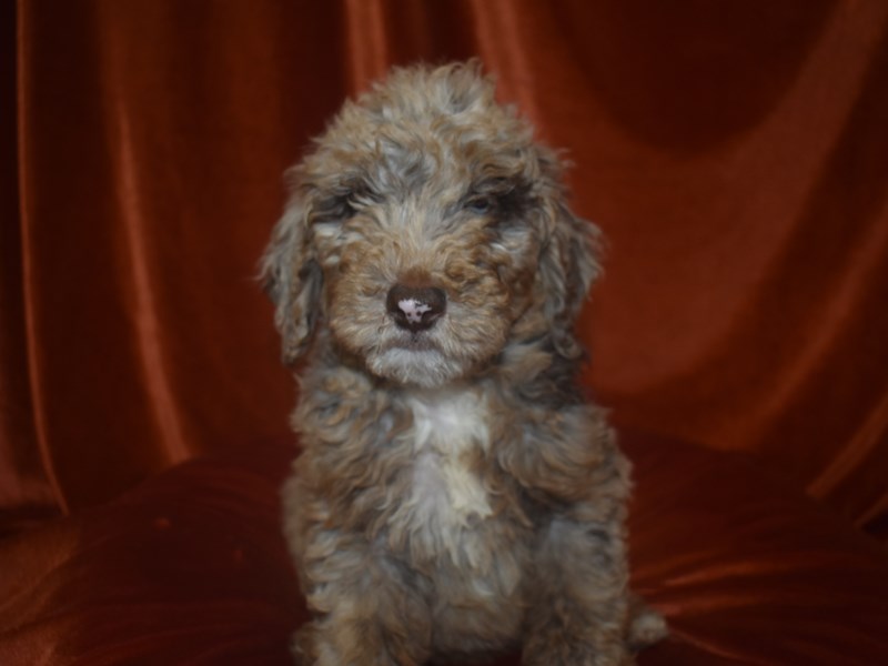 Goldendoodle-Male-Brown-4060577-Petland Dunwoody Puppies For Sale