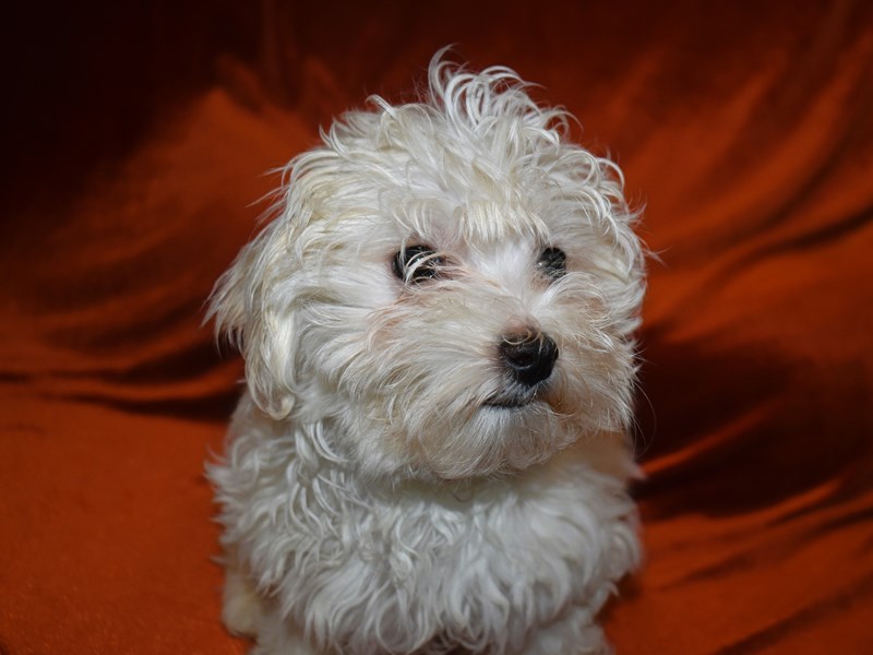 Maltese-Female-White-4018651-Petland Dunwoody