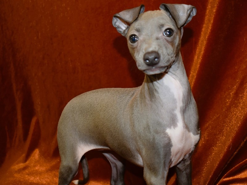 Italian Greyhound-Female-Blue-4018538-Petland Dunwoody Puppies For Sale