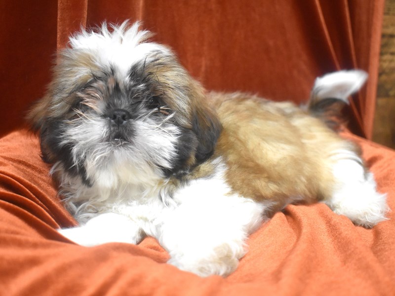 Shih Tzu-Male-Gold and White-3999729-Petland Dunwoody