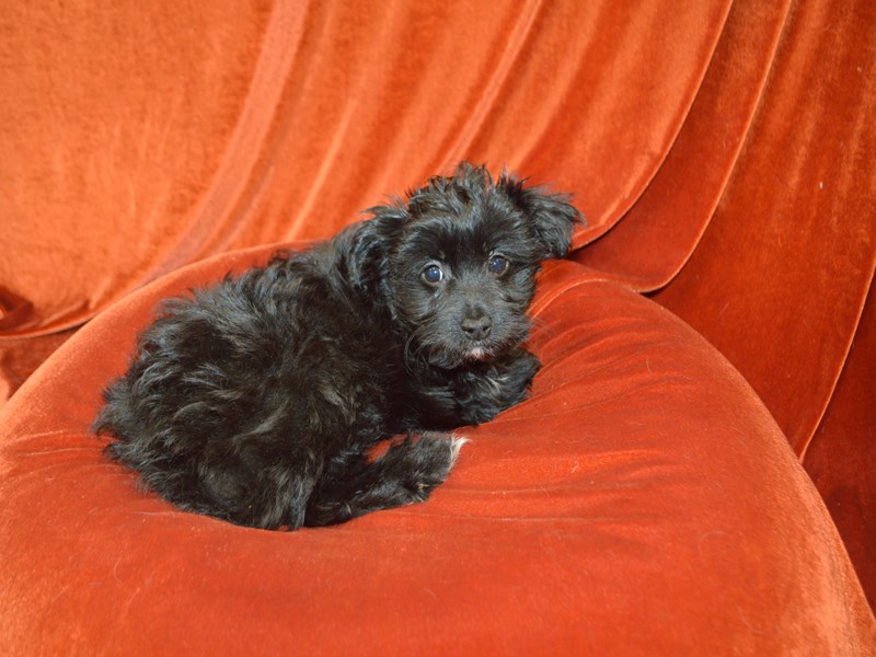 Mini Aussie Poo-Male-Black-4040259-Petland Dunwoody Puppies For Sale