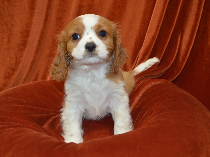 Cavalier King Charles Spaniel-Male-Blenheim-4040327-Petland Dunwoody Puppies For Sale