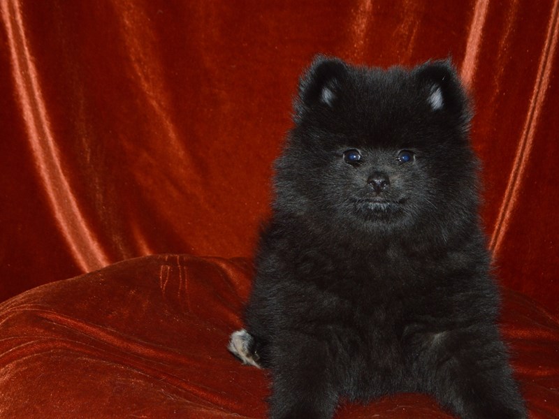 Pomeranian-Male-Black-4051614-Petland Dunwoody