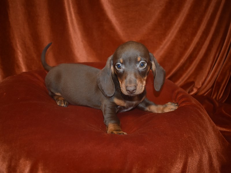 Dachshund-Male-Chocolate and Tan-4060530-Petland Dunwoody Puppies For Sale