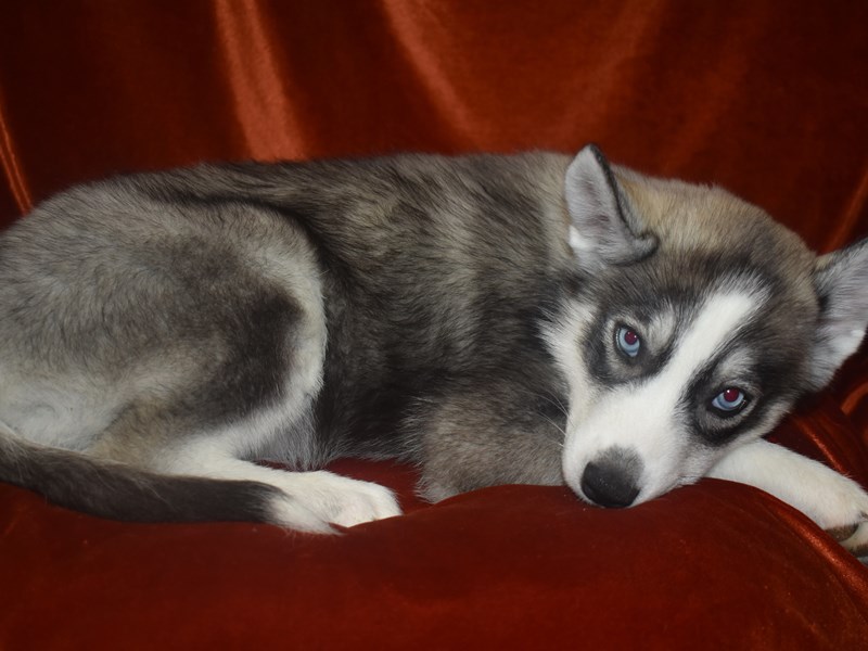 Siberian Husky-Female-Silver and White-4060621-Petland Dunwoody Puppies For Sale