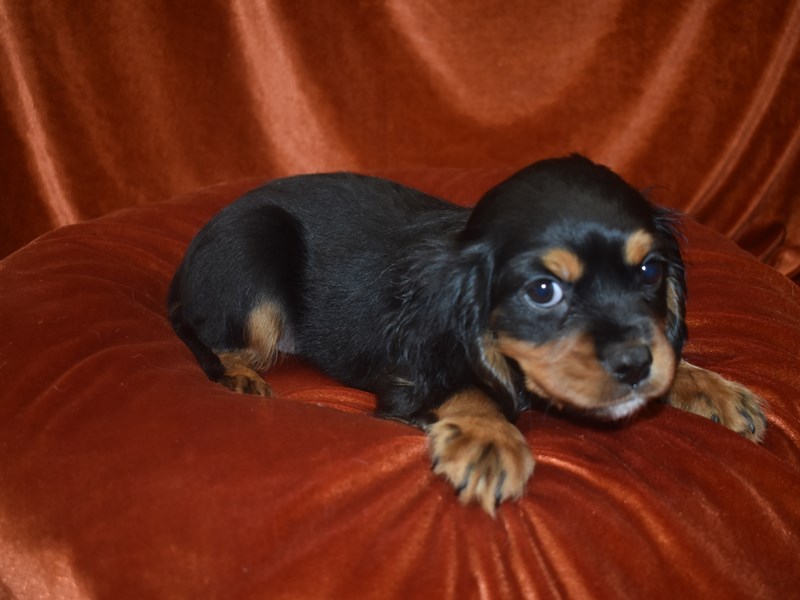 Cavalier King Charles Spaniel-Male-Black and Tan-4060532-Petland Dunwoody