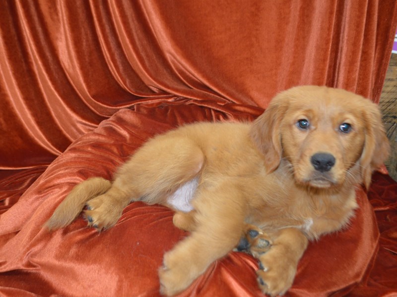 Golden Retriever-Male--4051951-Petland Dunwoody Puppies For Sale