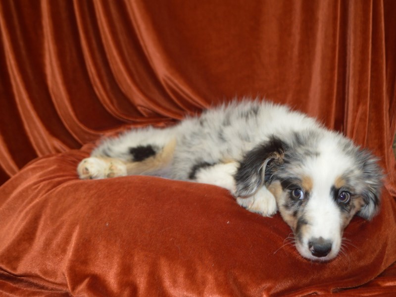 Australian Shepherd-Male-Black Merle-4051379-Petland Dunwoody