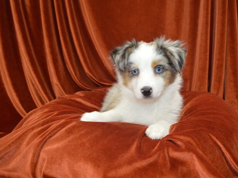 Miniature Australian Shepherd-Female-Blue Merle White and Tan-4040205-Petland Dunwoody Puppies For Sale