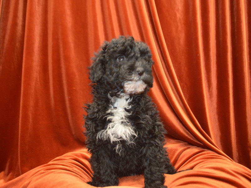 Bernadoodle-Male-Black and White-4072076-Petland Dunwoody