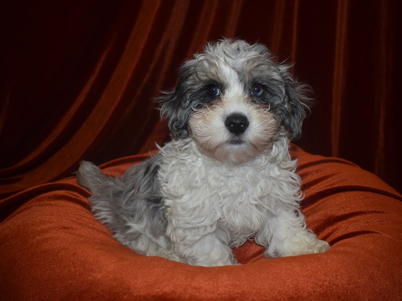 Maltipoo-Male-Blue & White-4073191-Petland Dunwoody