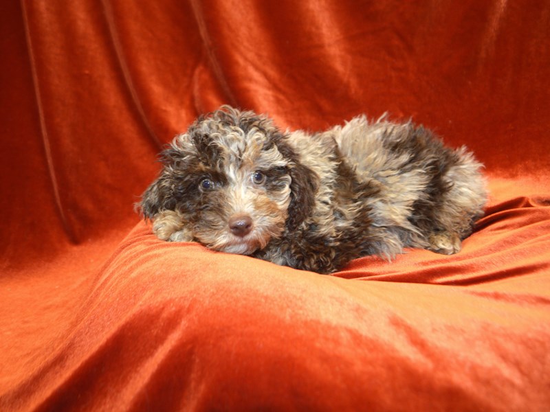 Poodle-Male-Chocolate Merle-4072748-Petland Dunwoody Puppies For Sale