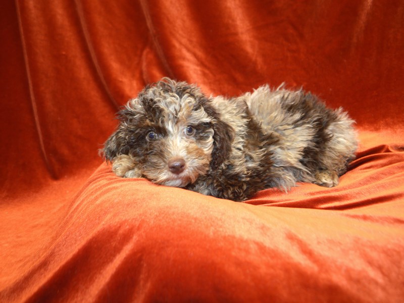 Poodle-Male-Chocolate Merle-4072748-Petland Dunwoody