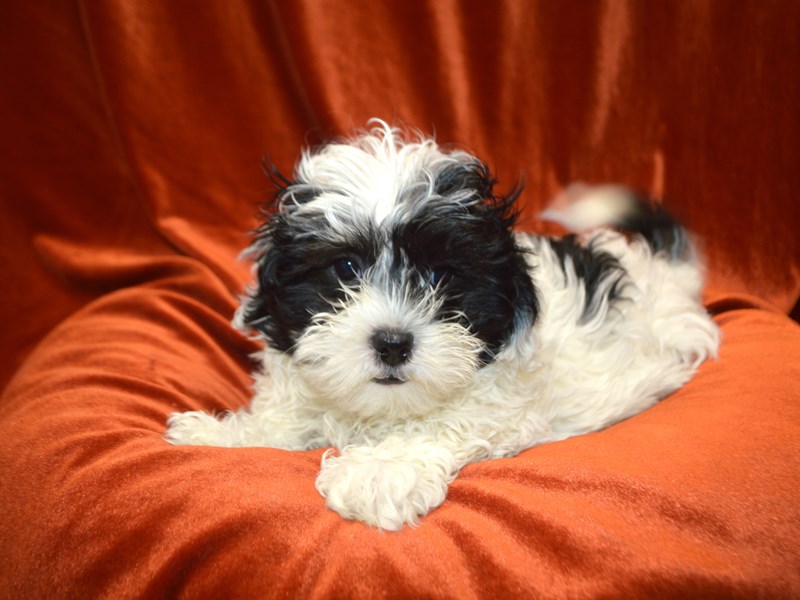 Zuchon-Male-Black and White-4072829-Petland Dunwoody