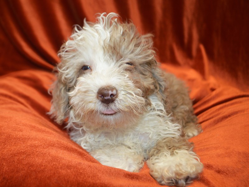Poodle-Male-Red Merle-4072785-Petland Dunwoody Puppies For Sale