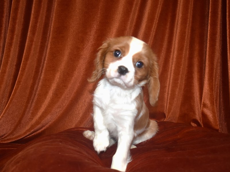 Cavalier King Charles Spaniel-Male-Blenheim-4081017-Petland Dunwoody Puppies For Sale