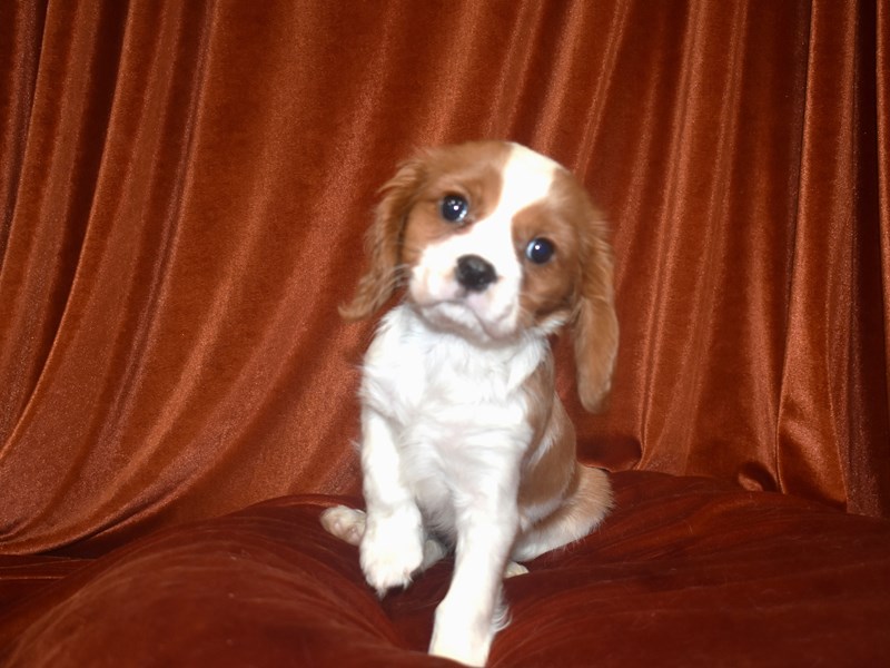 Cavalier King Charles Spaniel-Male-Blenheim-4081017-Petland Dunwoody