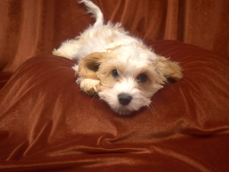 Cavachon-Female--4010736-Petland Dunwoody Puppies For Sale