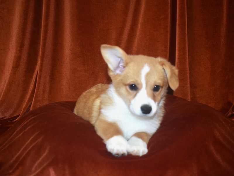 Pembroke Welsh Corgi-Female-Sable-4081165-Petland Dunwoody