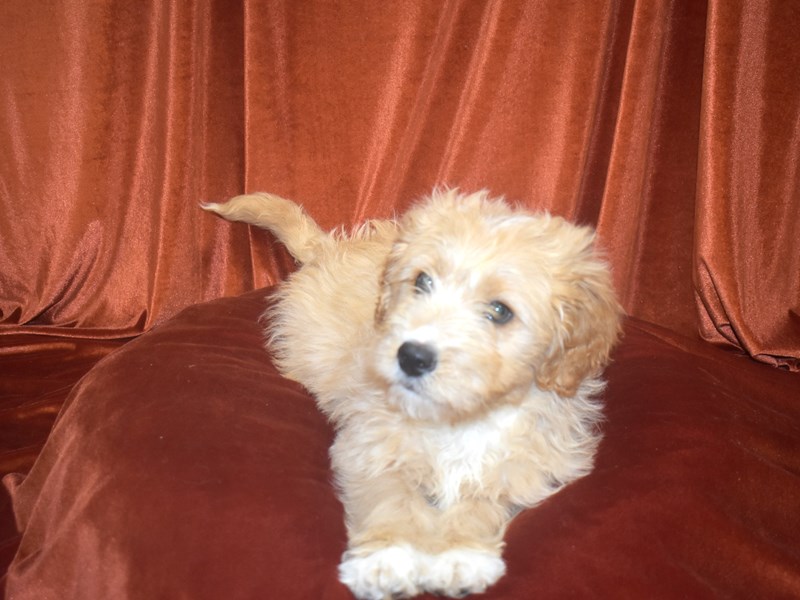 Mini Goldendoodle-Male-Golden-4081142-Petland Dunwoody Puppies For Sale