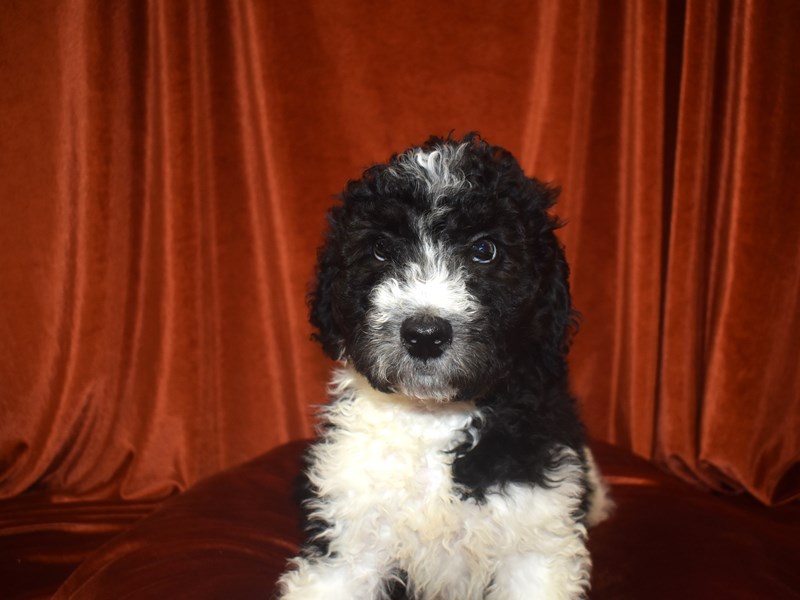 Miniature Bernedoodle 2nd Gen-Male-Black-4081115-Petland Dunwoody