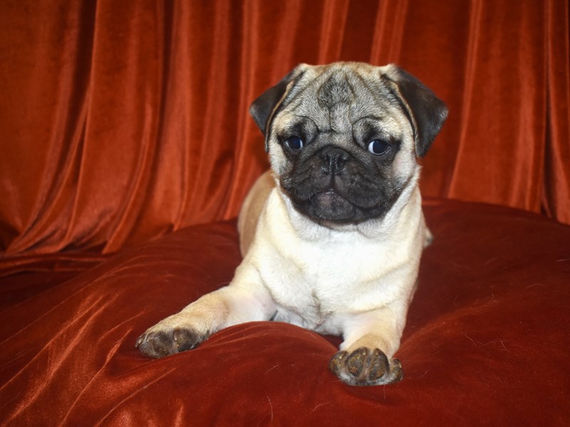 Pug-Male--4010779-Petland Dunwoody Puppies For Sale