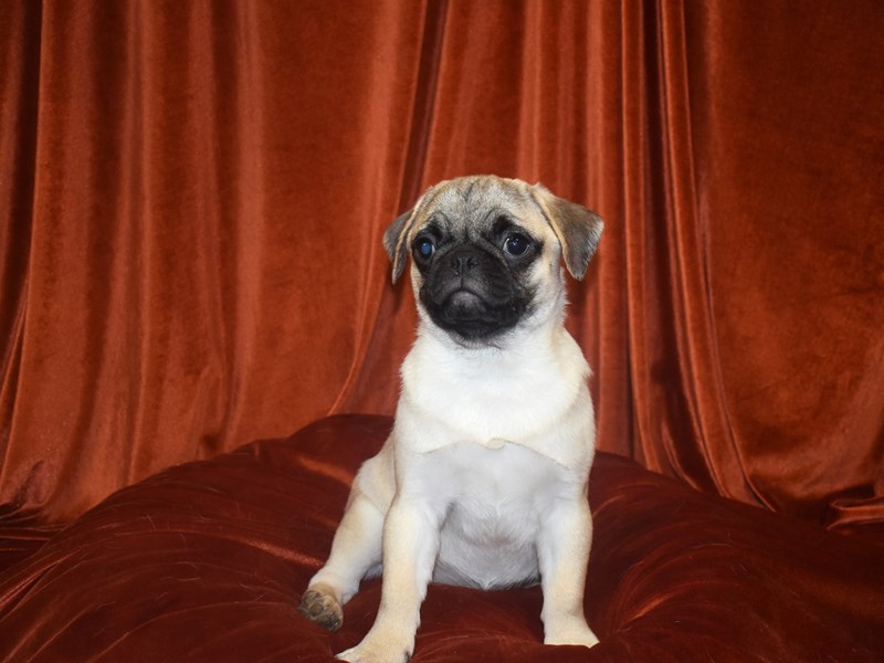 Pug-Female--4010781-Petland Dunwoody Puppies For Sale