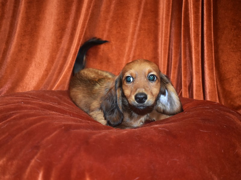 Dachshund-Male-Red-4081293-Petland Dunwoody Puppies For Sale