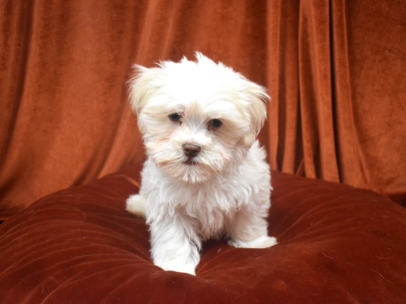Hava Tzu-Male-Cream-4081095-Petland Dunwoody