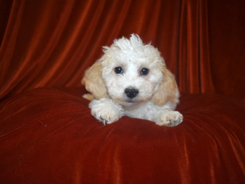 Bichon Poo-Male-White and Buff-4081060-Petland Dunwoody Puppies For Sale