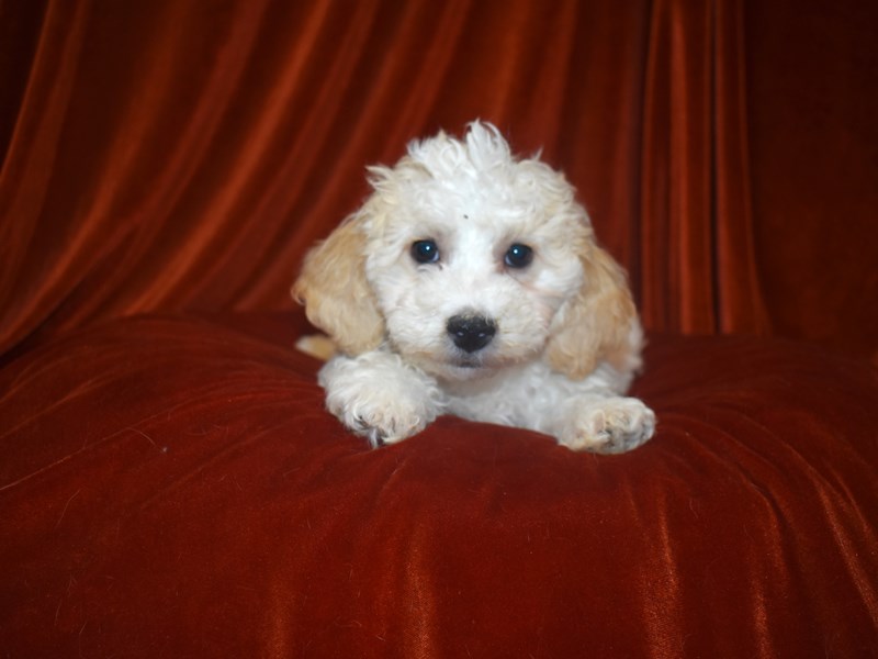 Bichon Poo-Male-White and Buff-4081060-Petland Dunwoody