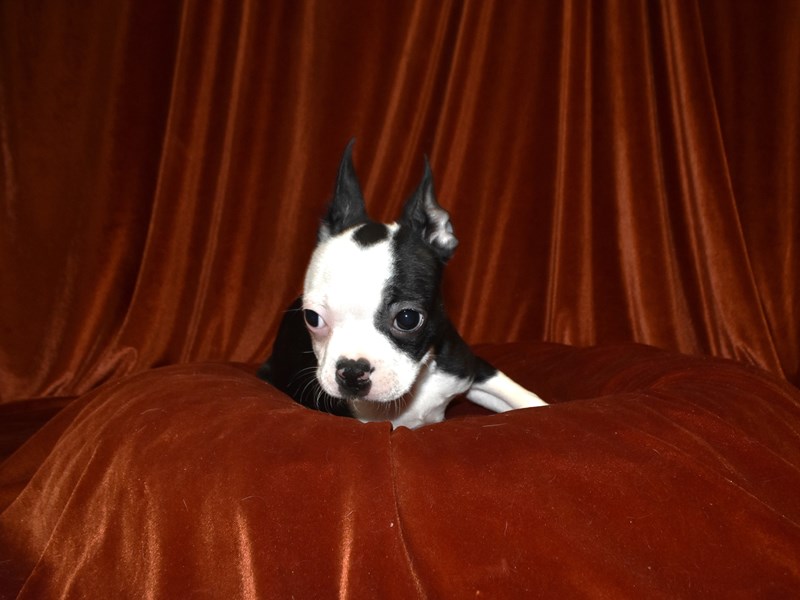 Boston Terrier-Female--4051912-Petland Dunwoody