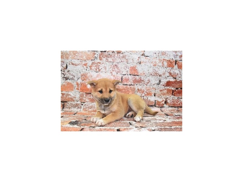 Shiba Inu-DOG-Female-Red-4099863-Petland Dunwoody