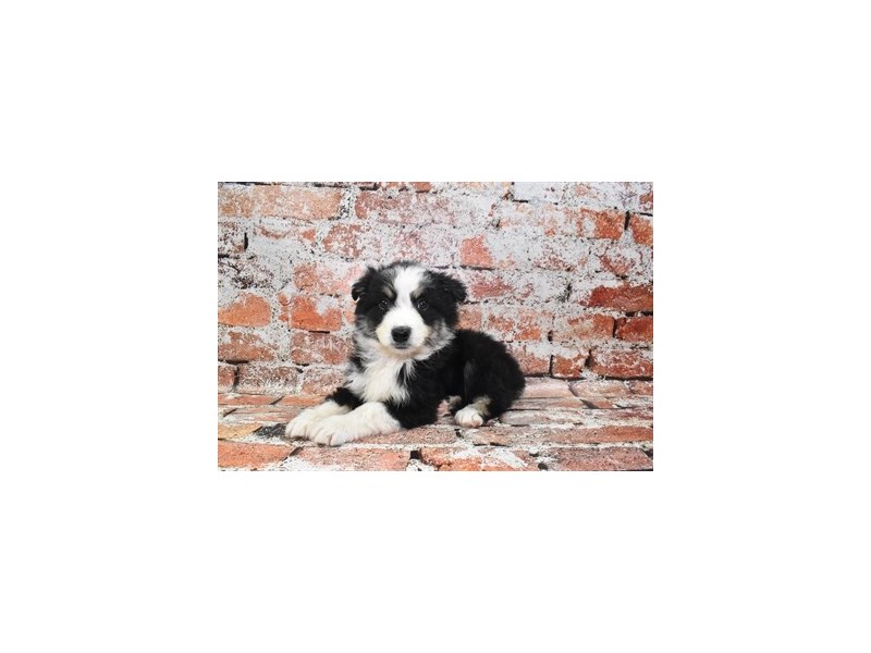 Australian Shepherd-Male-Black and White-4099876-Petland Dunwoody Puppies For Sale