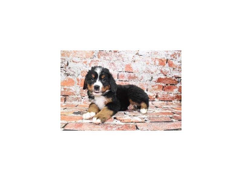 Bernese Mountain Dog-Male-Black Rust and White-4099880-Petland Dunwoody Puppies For Sale