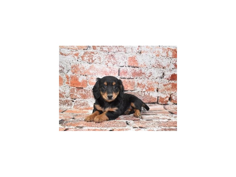 Dachshund-Female-Black and Tan-4099922-Petland Dunwoody