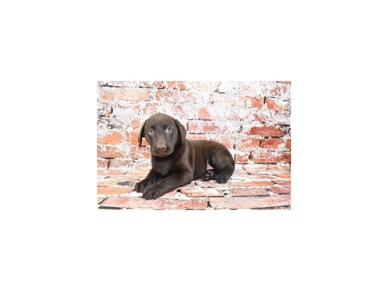 Labrador Retriever-Male-Chocolate-4100056-Petland Dunwoody